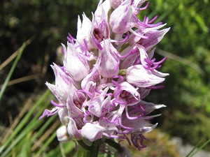orchis simia